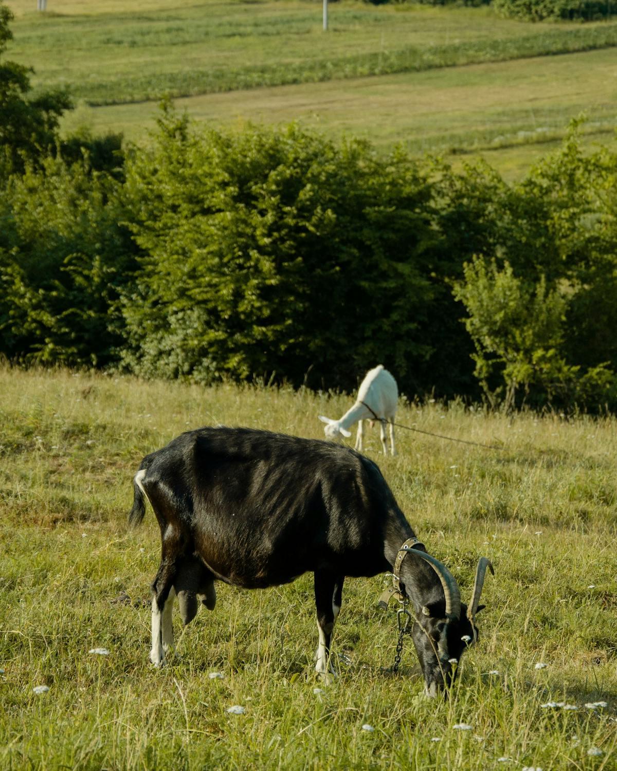 L'élevage est surtout concentré dans les Deux-Sèvres et la Vienne